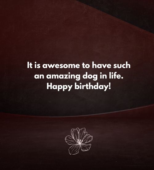 Birthday Wishes for Dogs Birthday Wishes for Dogs