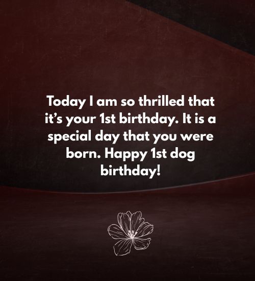 Happy Birthday for Dogs Happy Birthday for Dogs