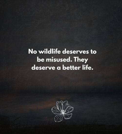 Quotes on conservation of wildlife