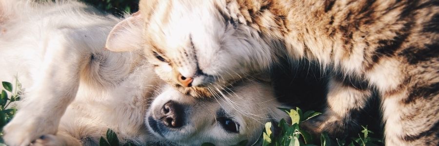 Sympathy-messages-for-loss-of-pet